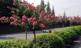 紫薇树修剪视频直播,园艺大师带你轻松掌握修剪技巧