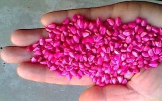 国内无码种子,技术解析与风险警示